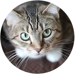 cat-care Gray cat sits and looks