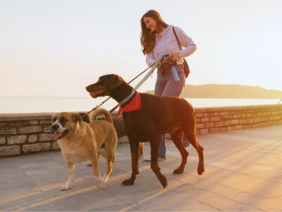 Dog walker during wakling dogs