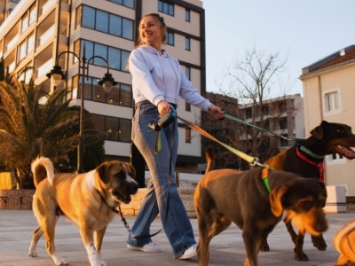 Dog walker with dogs